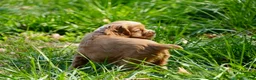 Cocker Spaniel dogs for sale: Ember - Cocker Spaniel Puppy  - Ad 8