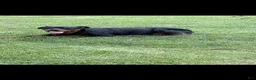Rottweiler dogs for sale: Sassy - Ad 7