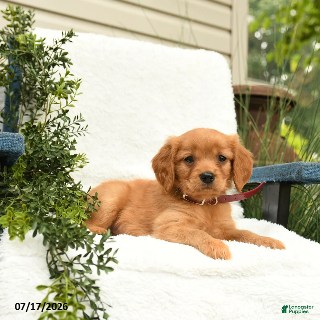 Miniature Golden Retriever dogs for sale: Sprinkles - Ad 2