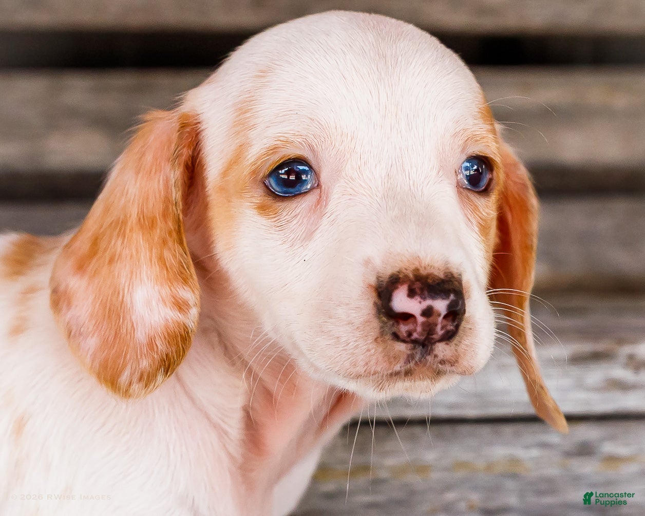 Miniature Dachshund dogs Chloe - Ad 2