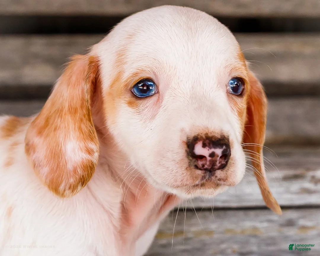 Miniature Dachshund dogs for sale: Chloe - Ad 2