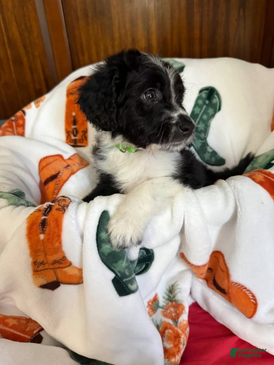 Aussiedoodle dogs for sale: Green Olive (Green) - Ad 1