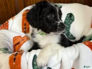 Aussiedoodle dogs Green Olive (Green) - Ad 16