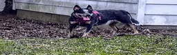 Australian Cattle Dog dogs for sale: Firefly  - Ad 2