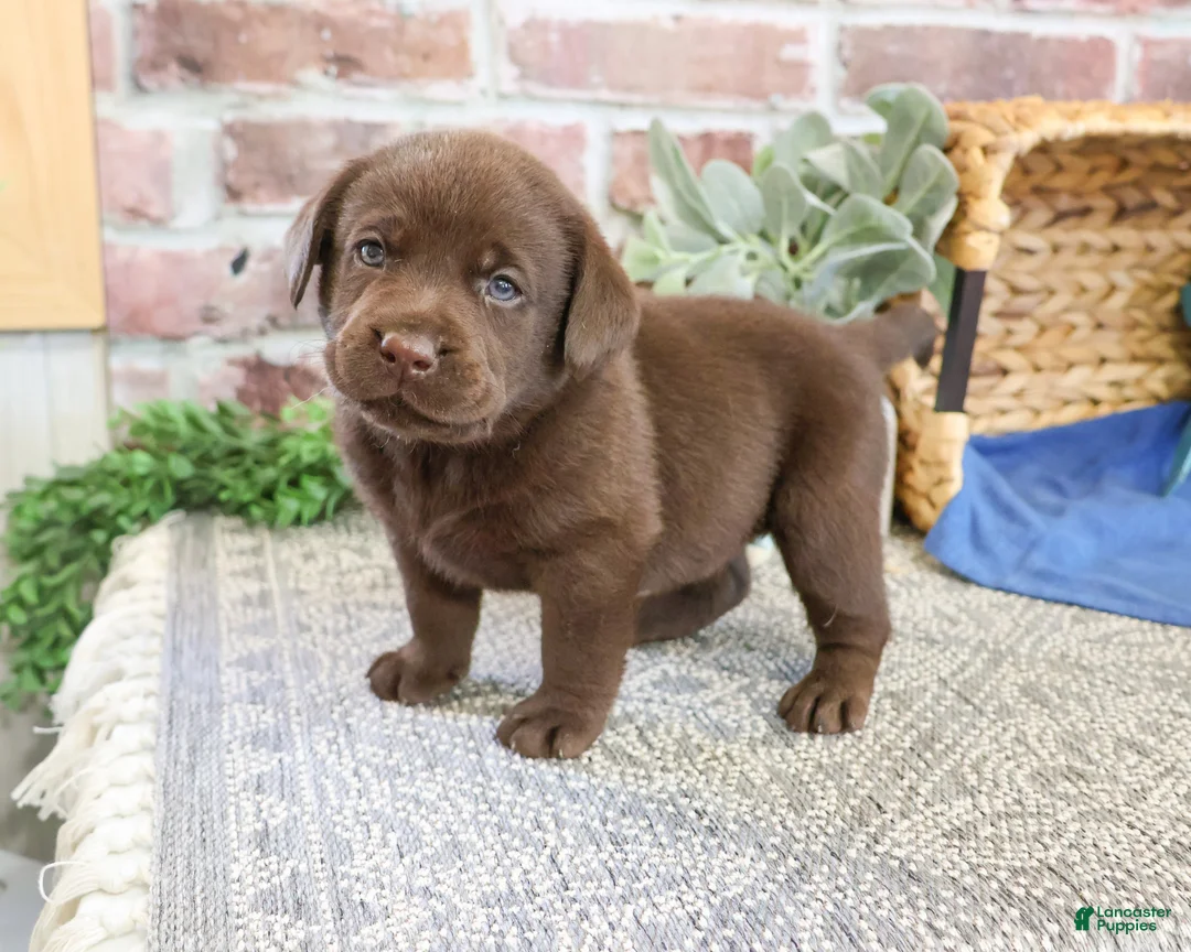 Labrador Retriever dogs for sale: Scott - Ad 1