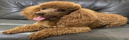 Cockapoo dogs for sale: Caprice - Ad 23