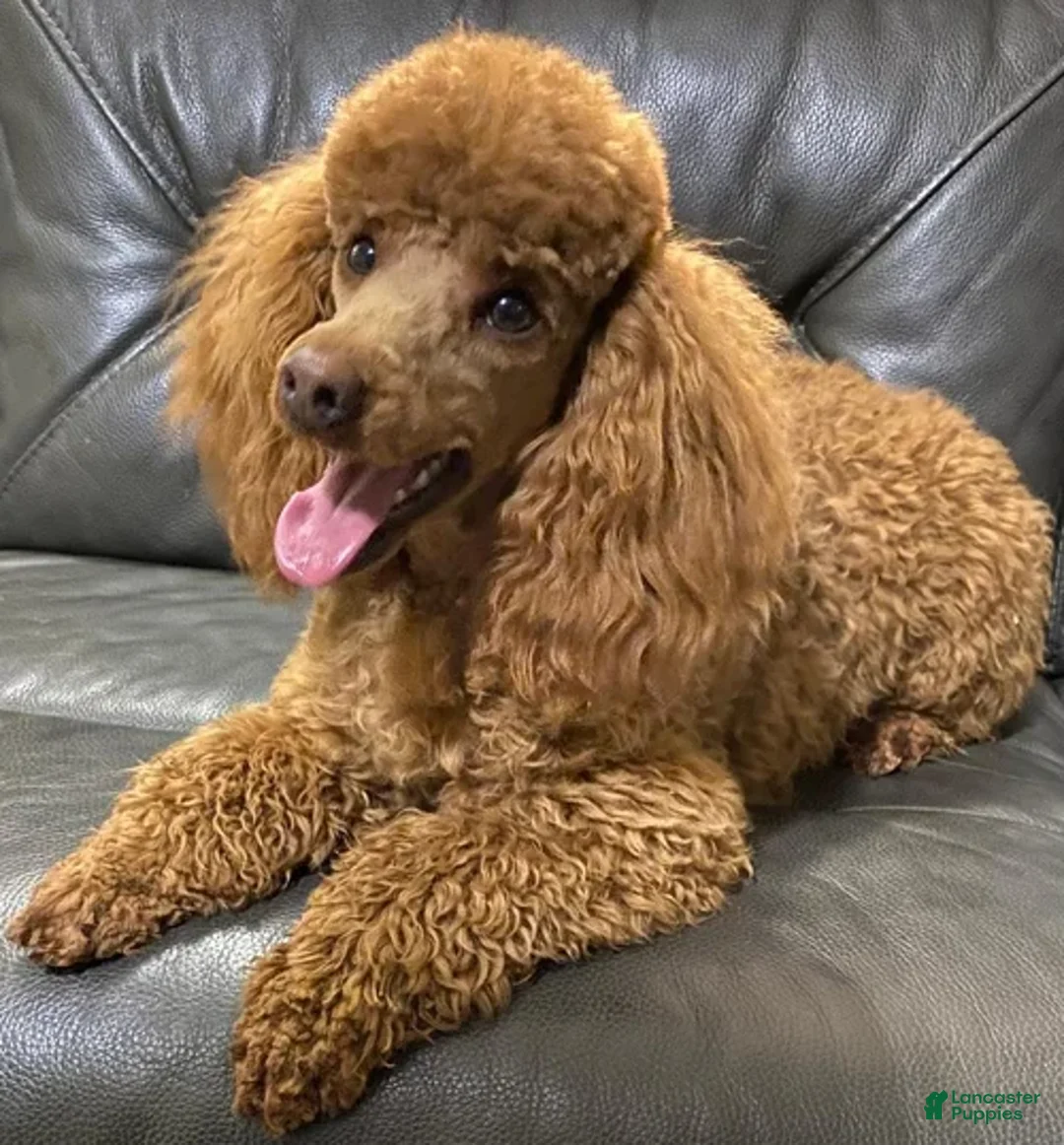 Cockapoo dogs for sale: Caprice - Ad 23