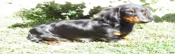 Miniature Dachshund dogs for sale: Dax - Ad 11