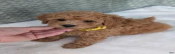 Bichpoo dogs for sale: Benji  - Ad 7