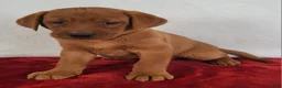 Labrador Retriever dogs for sale: Copper - Ad 5