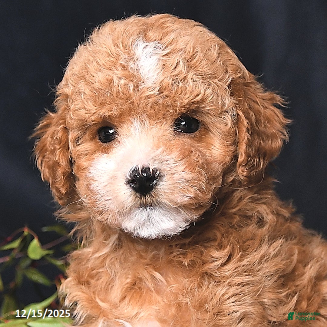 Toy Poodle dogs for sale: Cody - Ad 5