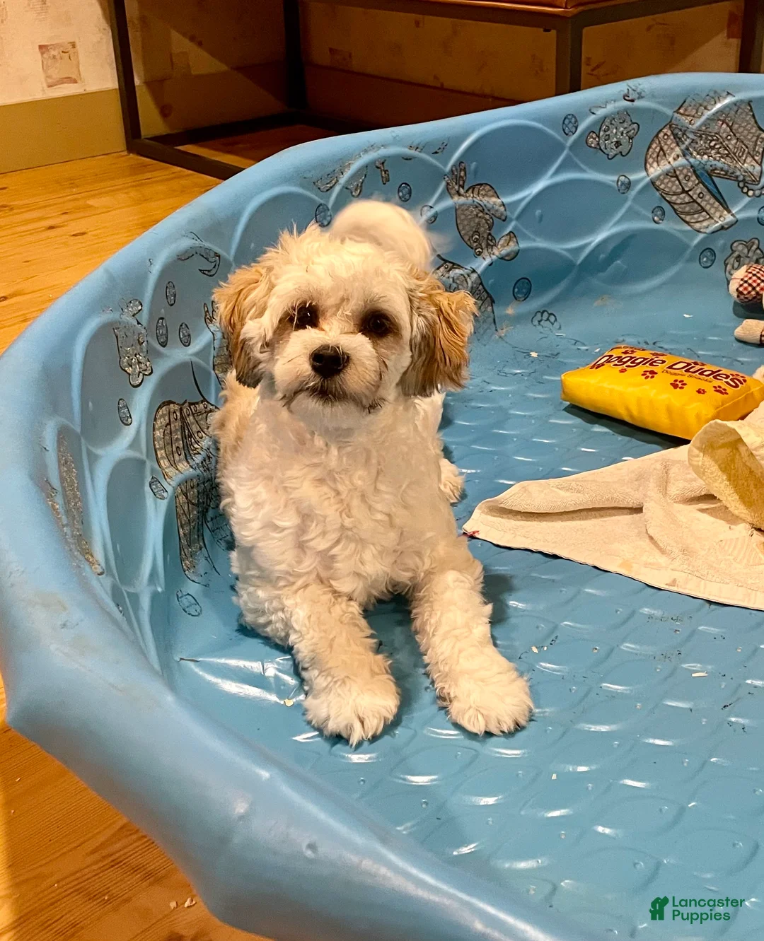 Teddy Bear dogs for sale: Adam - Ad 3