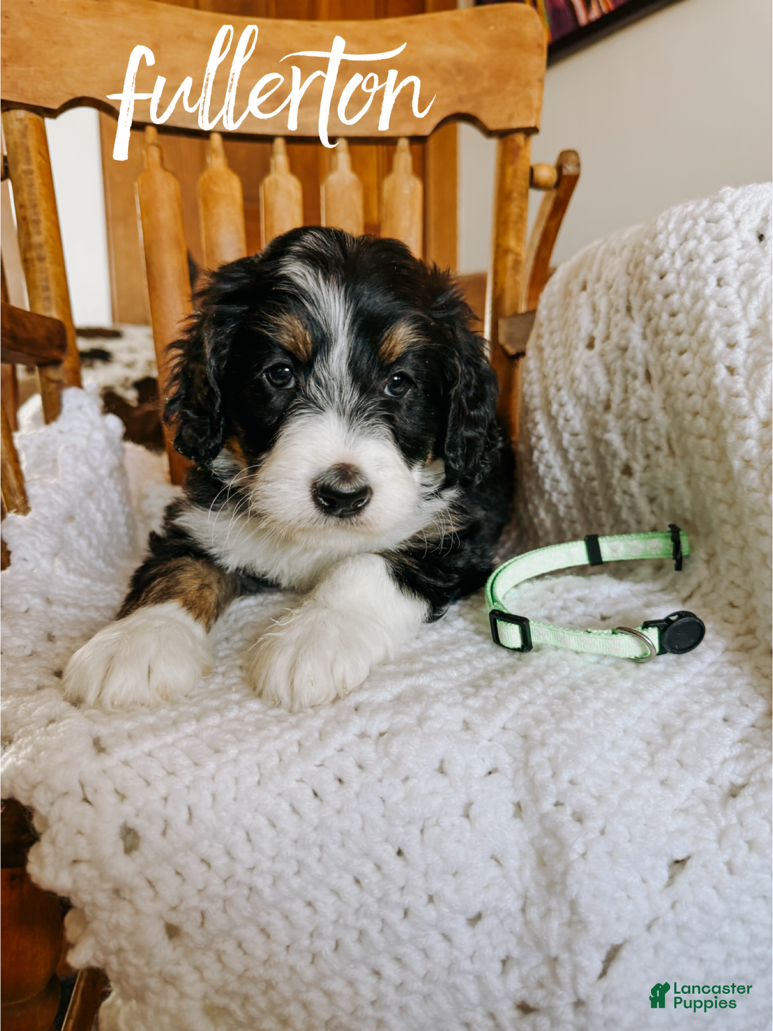 Mixed Breed dogs Fullerton - Ad 14