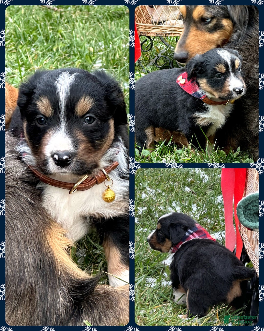 Miniature Australian Shepherd dogs for sale: Snowflake  - Ad 2