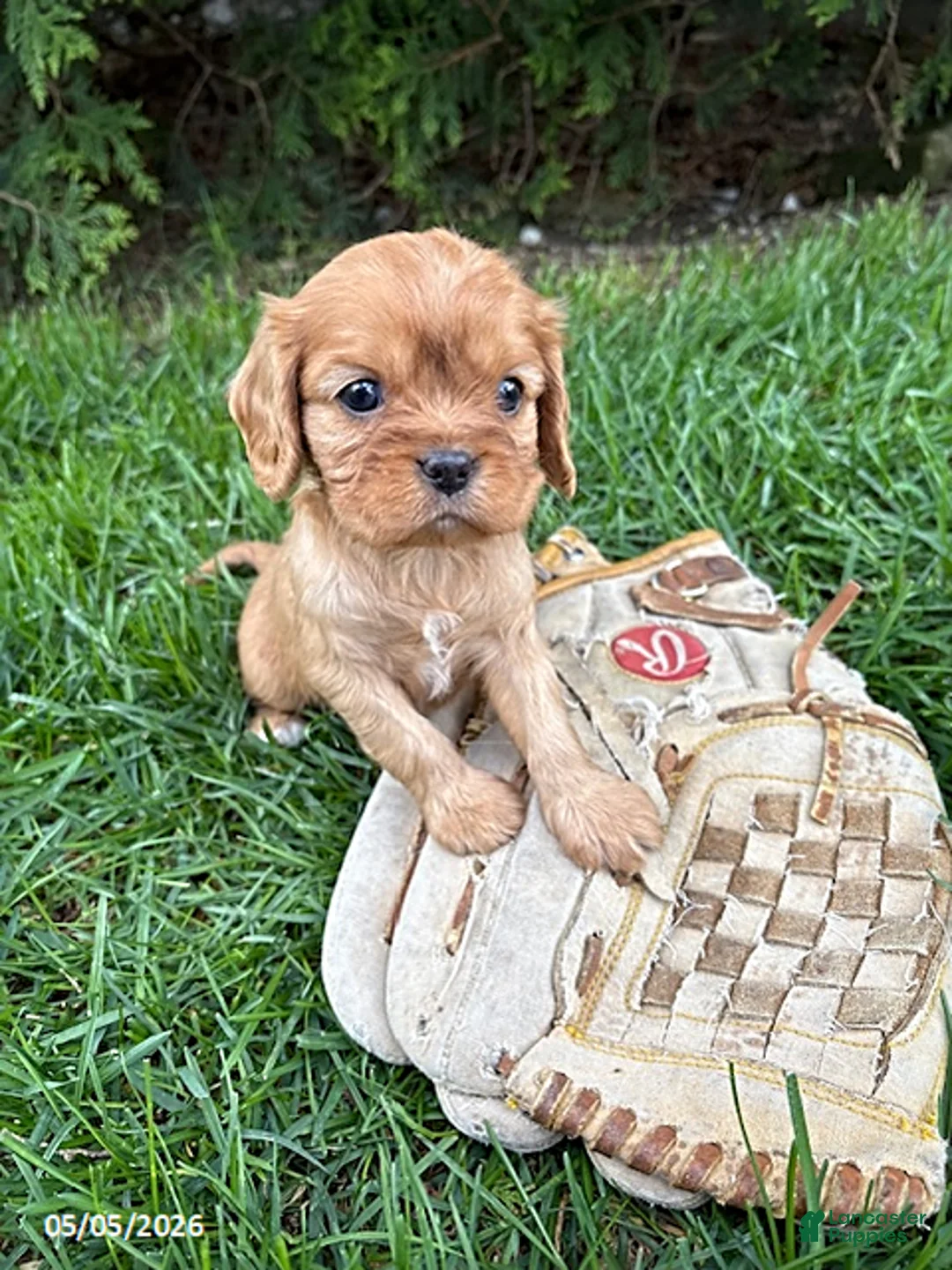 Cavalier King Charles Spaniel dogs for sale: Calihan - Ad 2