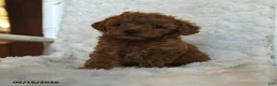 Miniature Poodle dogs for sale: Nelson - Ad 4