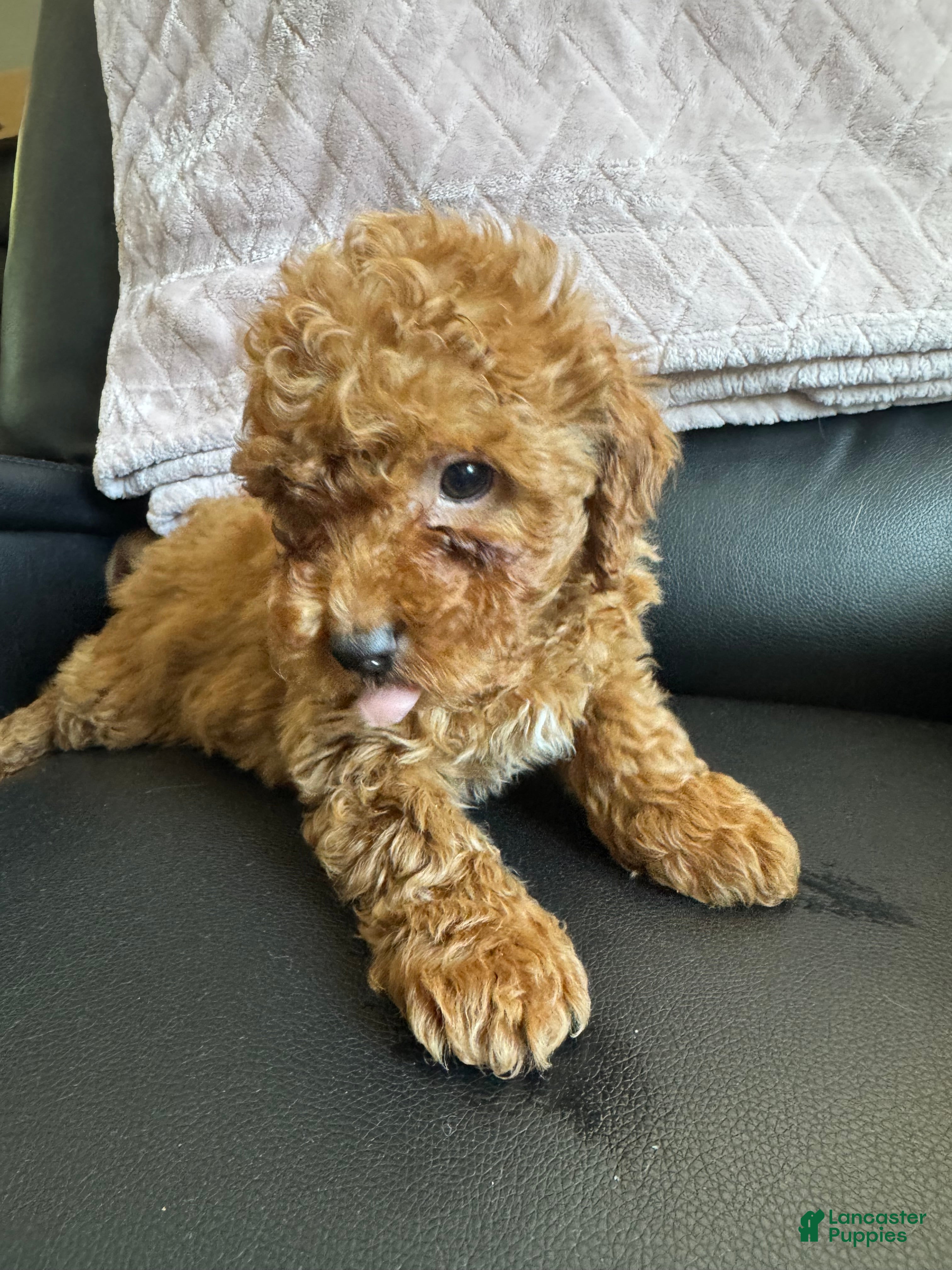 Mini Goldendoodle dogs for sale: Mini Goldendoodle 1 - Ad 4