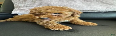 Mini Goldendoodle 1