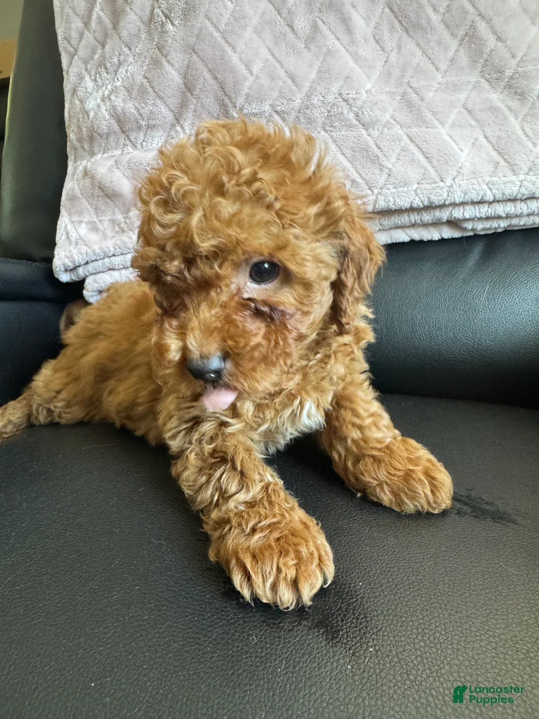 Mini Goldendoodle dogs for sale: Mini Goldendoodle 1 - Ad 1
