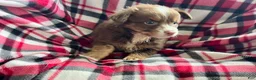 Australian Shepherd dogs for sale: April May Girl Australian Shepherd  - Ad 4
