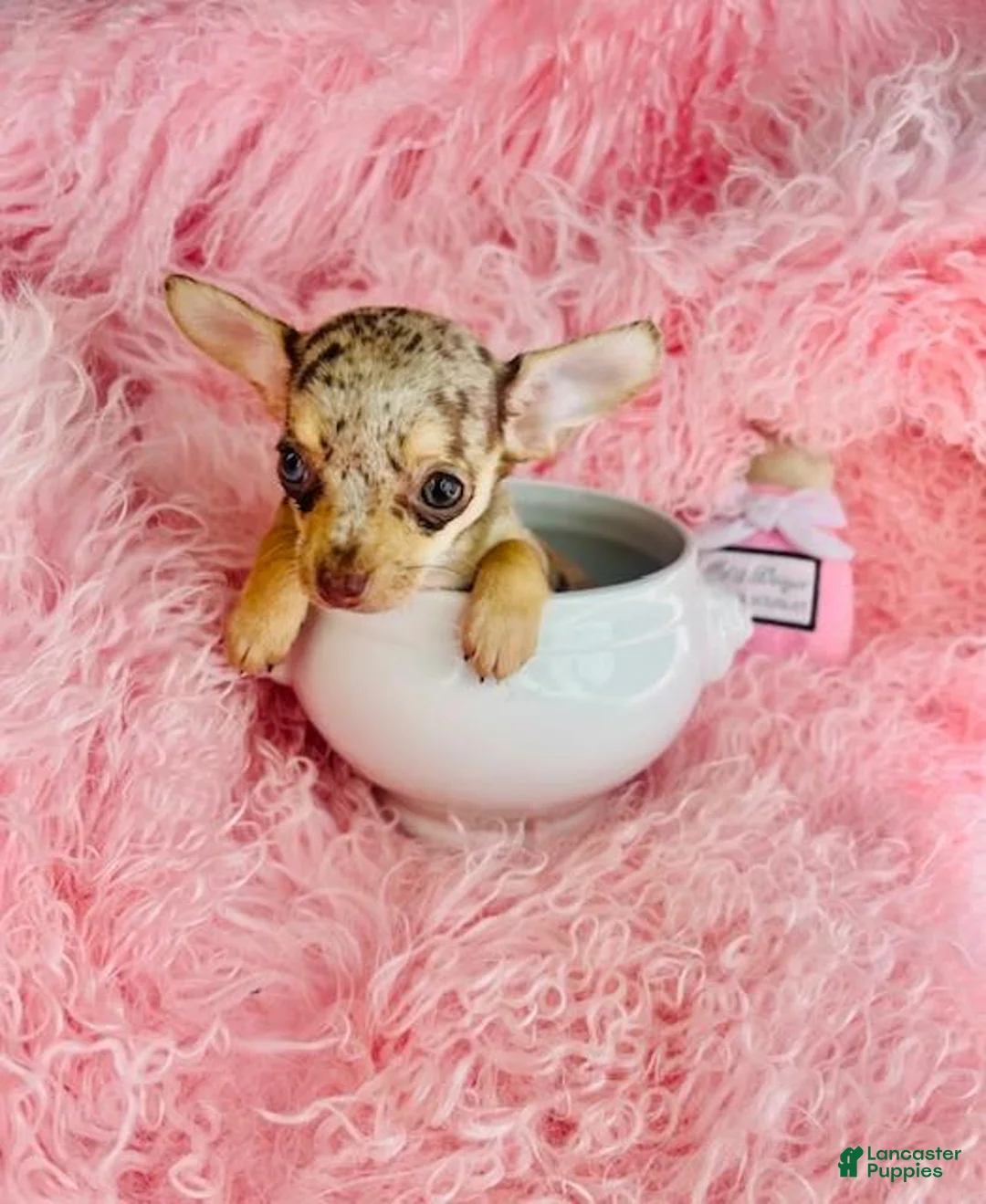 Chiweenie dogs for sale: Chiweenie Puppy 1 - Ad 4