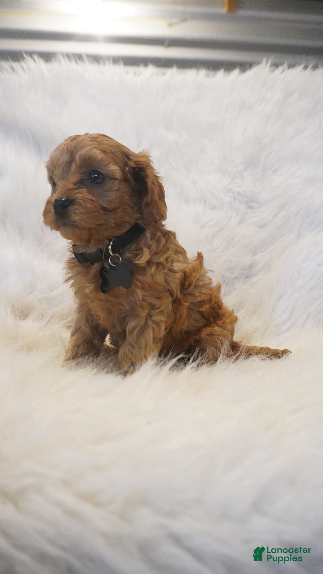 Cavapoo dogs for sale: Mars  - Ad 6