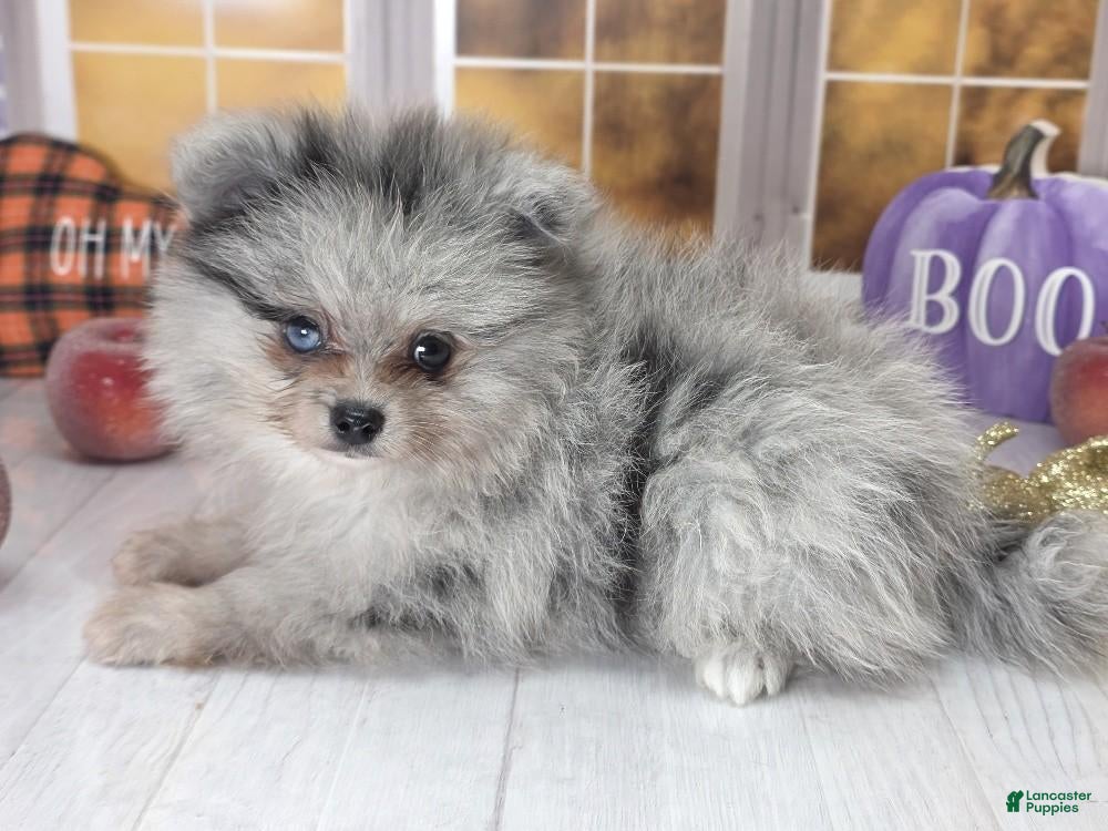 Pomeranian dogs Blackberry - Blue Merle 1 Blue Eye Pom Puppy - CH Lines! - Ad 2