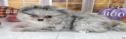 Pomeranian dogs for sale: Blackberry - Blue Merle 1 Blue Eye Pom Puppy - CH Lines! - Ad 2