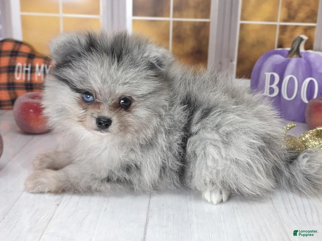 Pomeranian dogs for sale: Blackberry - Blue Merle 1 Blue Eye Pom Puppy - CH Lines! - Ad 2