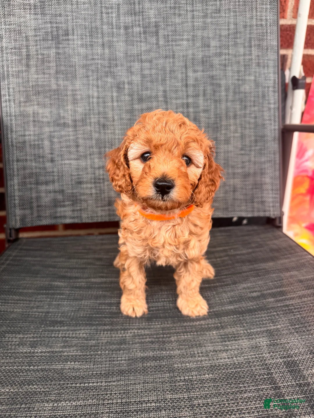 Toy Poodle dogs for sale: Angelina  - Ad 2