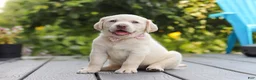 Labrador Retriever dogs for sale: Meadow - Ad 11
