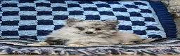 Pomeranian dogs for sale: Lady - Ad 3
