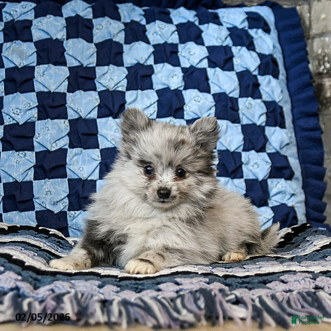 Pomeranian dogs for sale: Lady - Ad 3