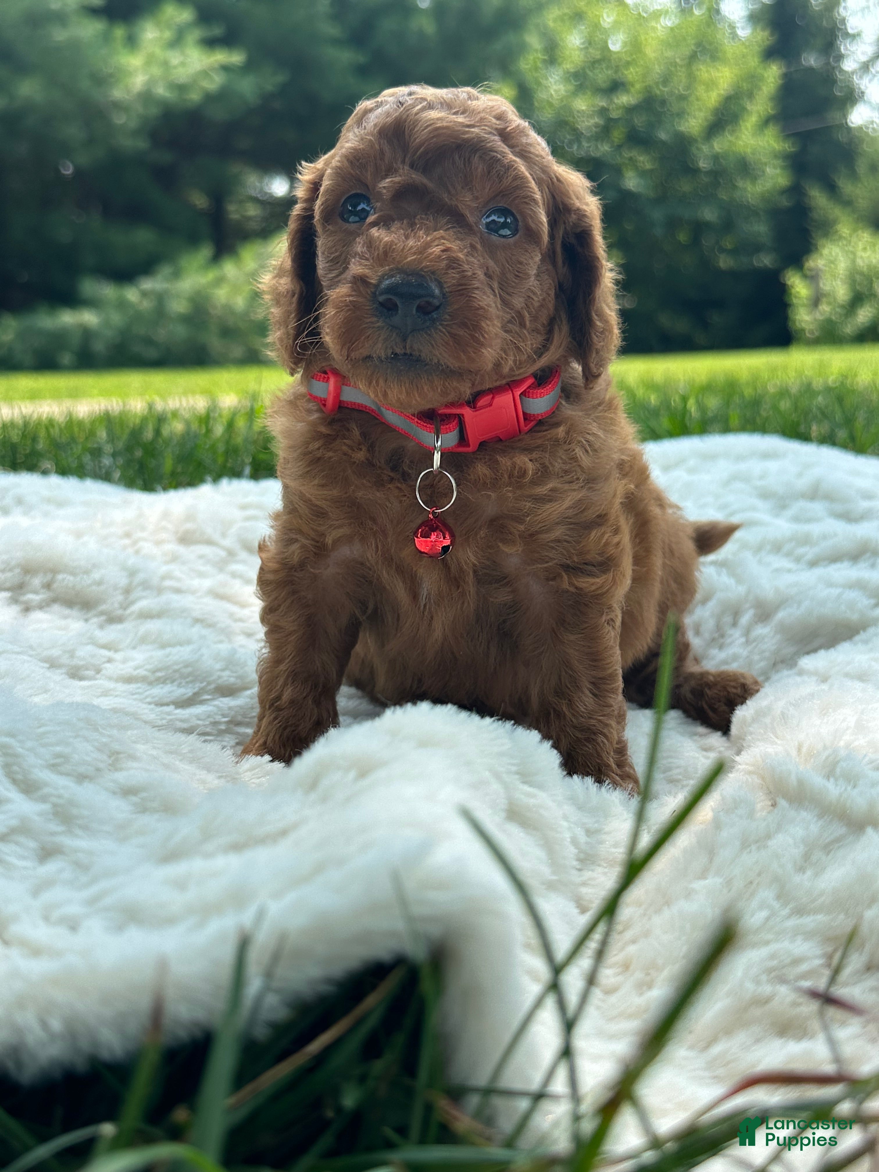 Miniature Poodle dogs Buster - Ad 2