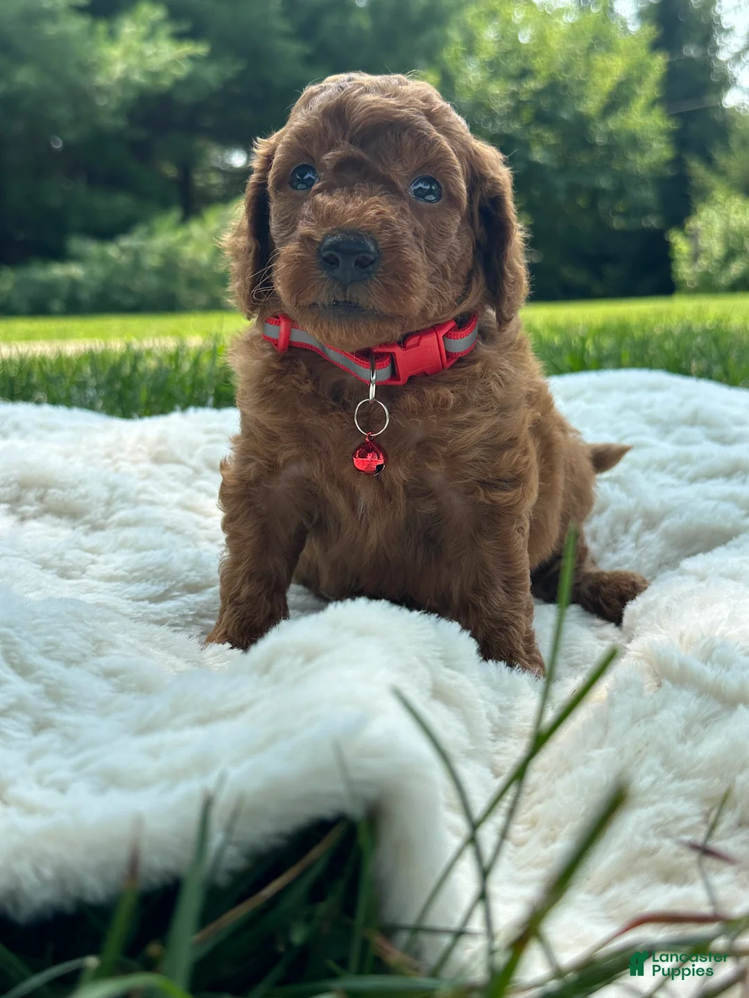 Miniature Poodle dogs for sale: Buster - Ad 2