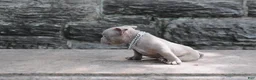American Bully dogs for sale: American Bully Puppy 1 - Ad 4