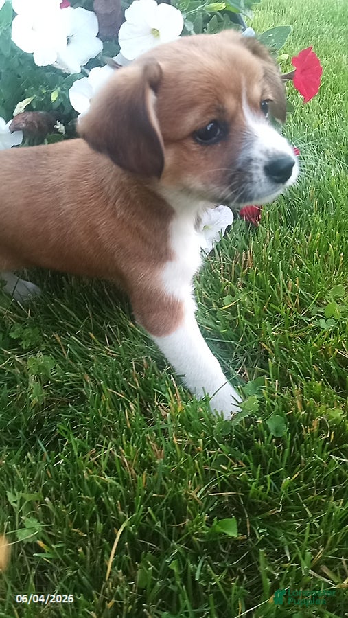 Shirley