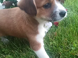 Mixed Breed dogs for sale: Shirley - Ad 4