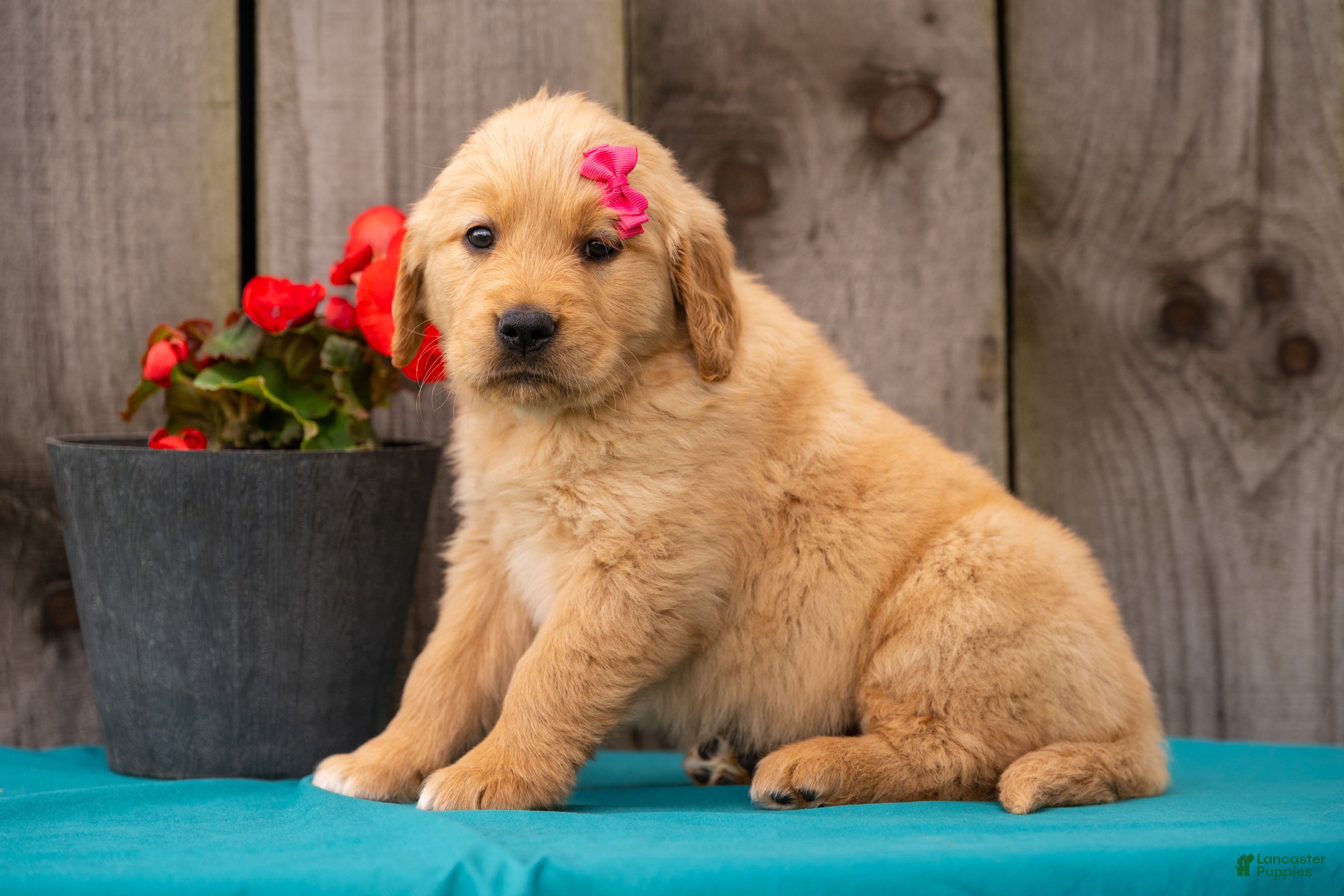 Golden Retriever dogs Tania - Ad 2
