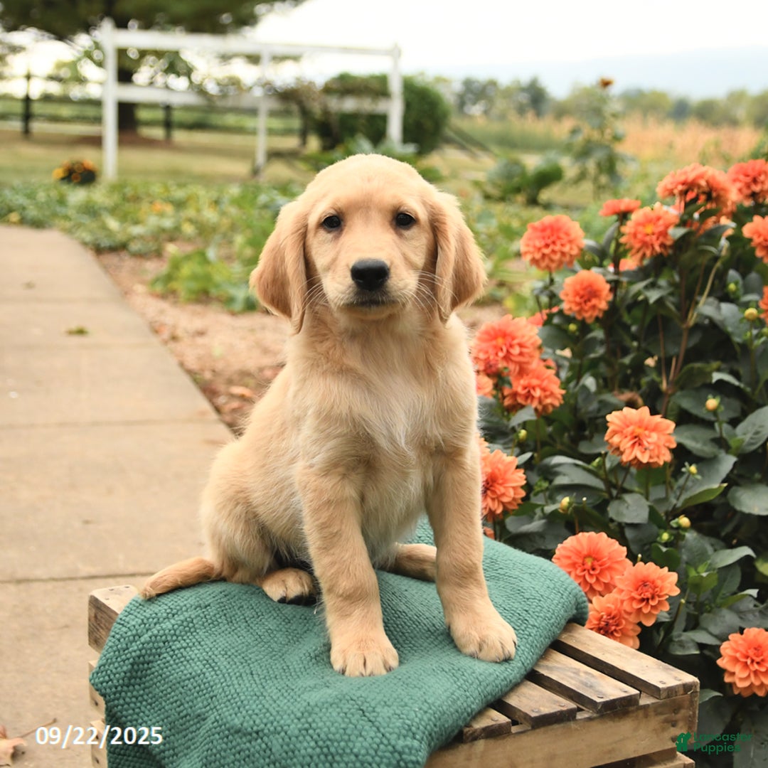Golden Retriever dogs for sale: Paisley - Ad 6