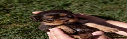 Cavalier King Charles Spaniel dogs for sale: Mia - Ad 4
