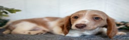 Miniature Dachshund dogs for sale: Lonnie - Ad 3