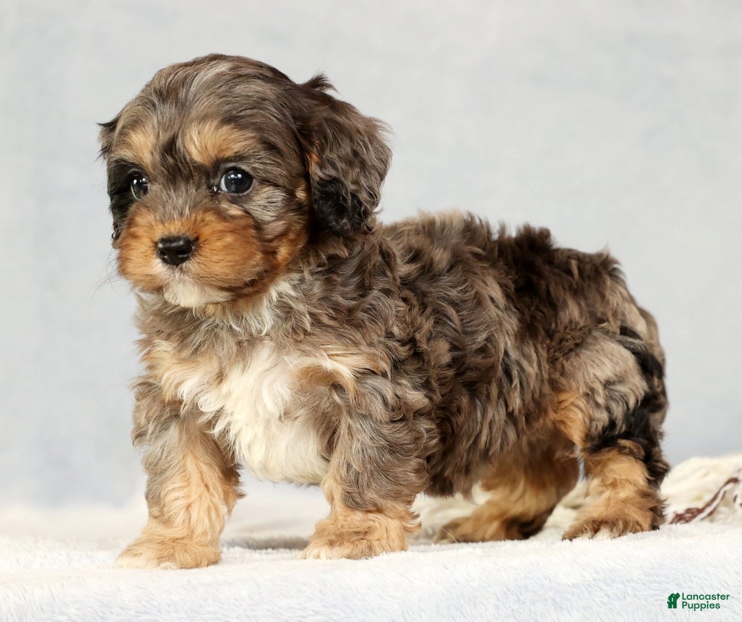 Cavapoo dogs for sale: Bingo - Ad 5