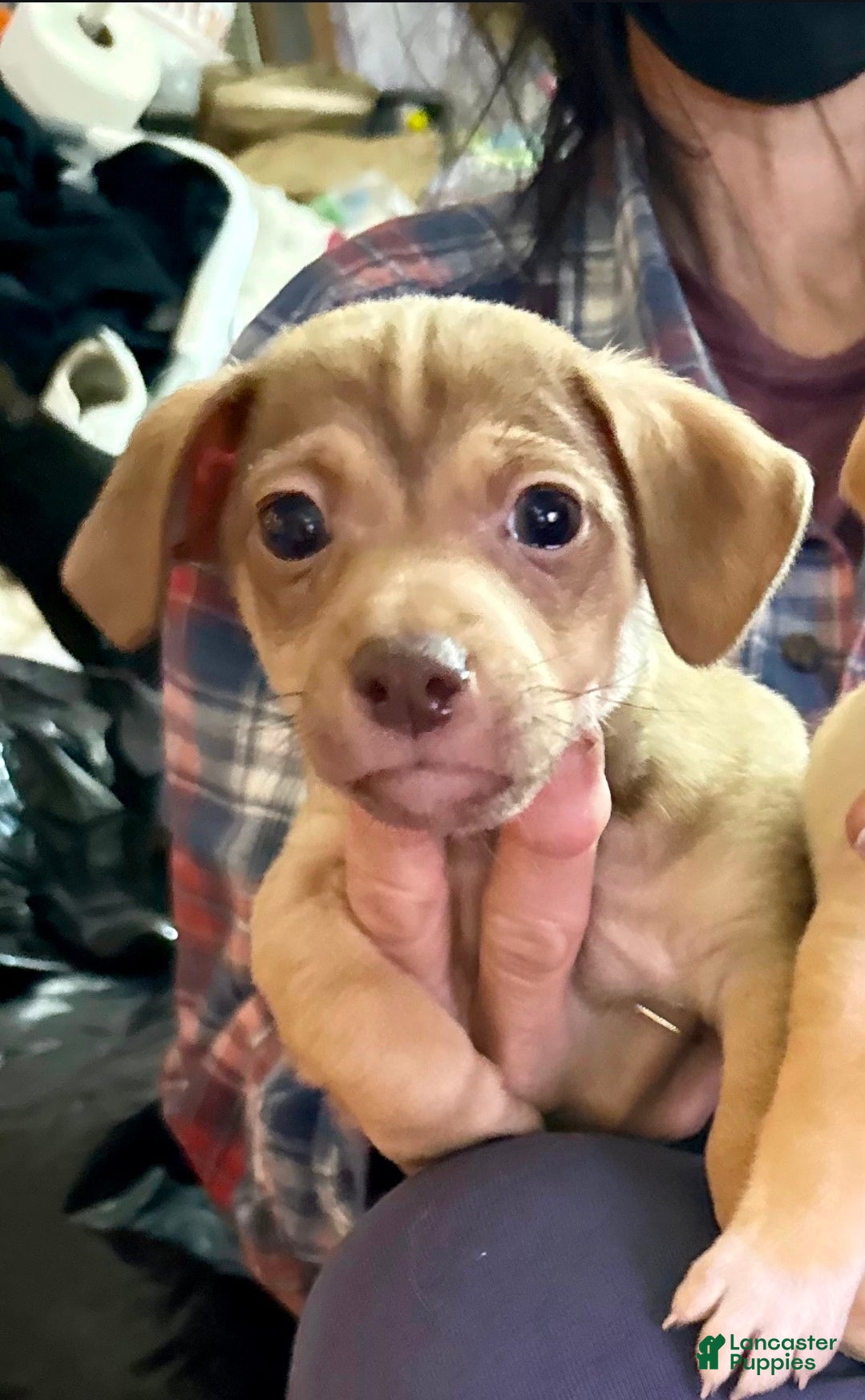 Mixed Breed dogs Mixed Breed Puppy 2 - Ad 5