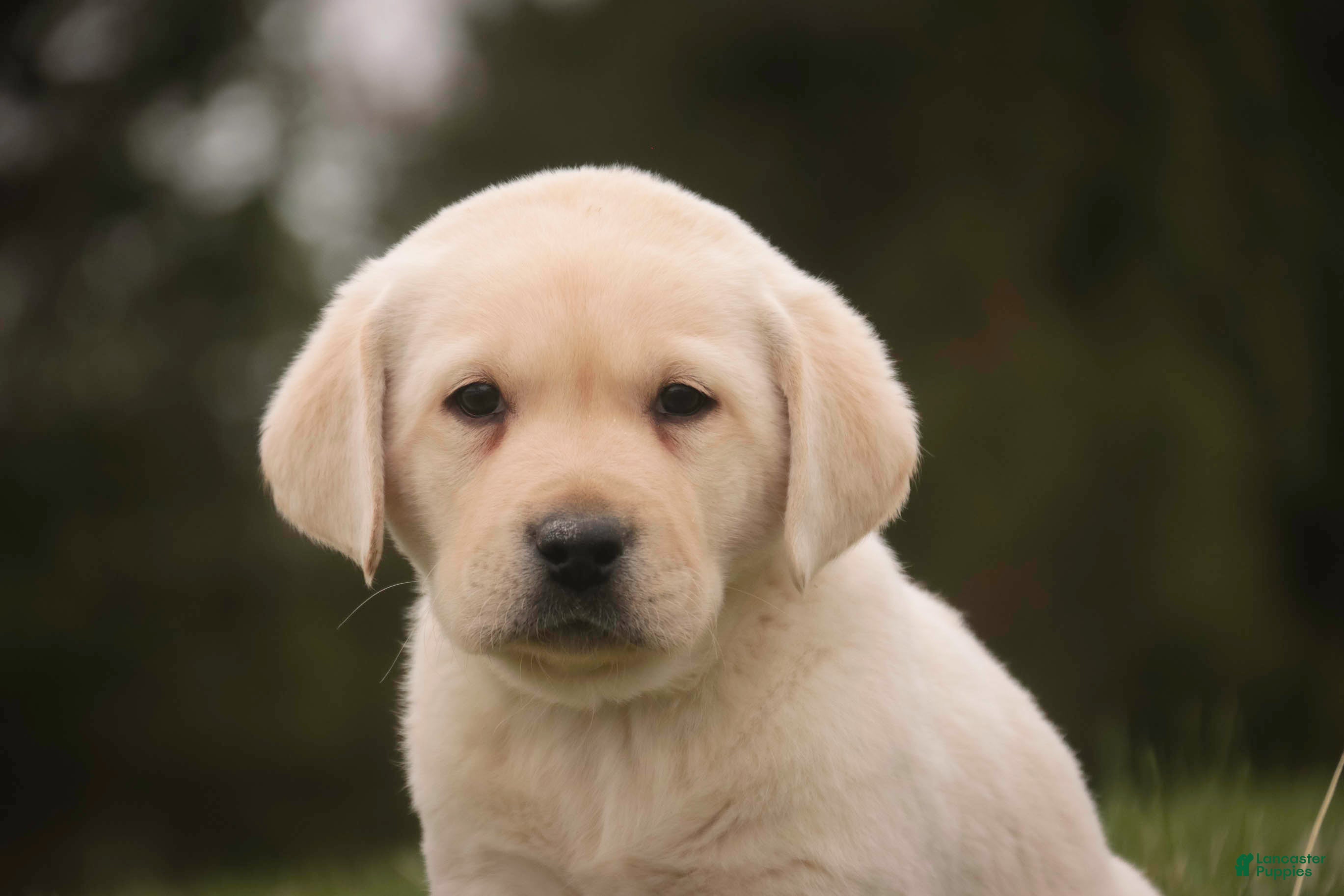 Labrador Retriever dogs Shawn - Ad 2