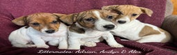 Jack Russell Terrier dogs for sale: Adrian - Ad 5