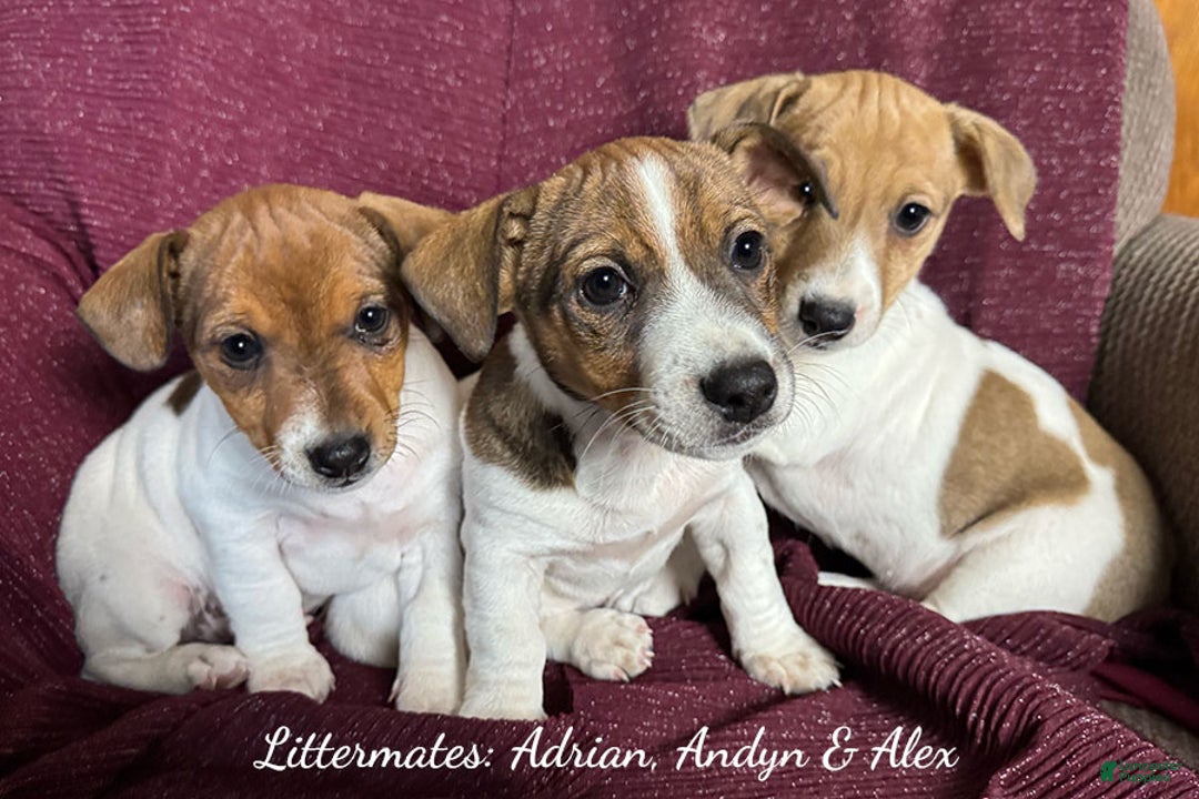 Jack Russell Terrier dogs for sale: Adrian - Ad 5