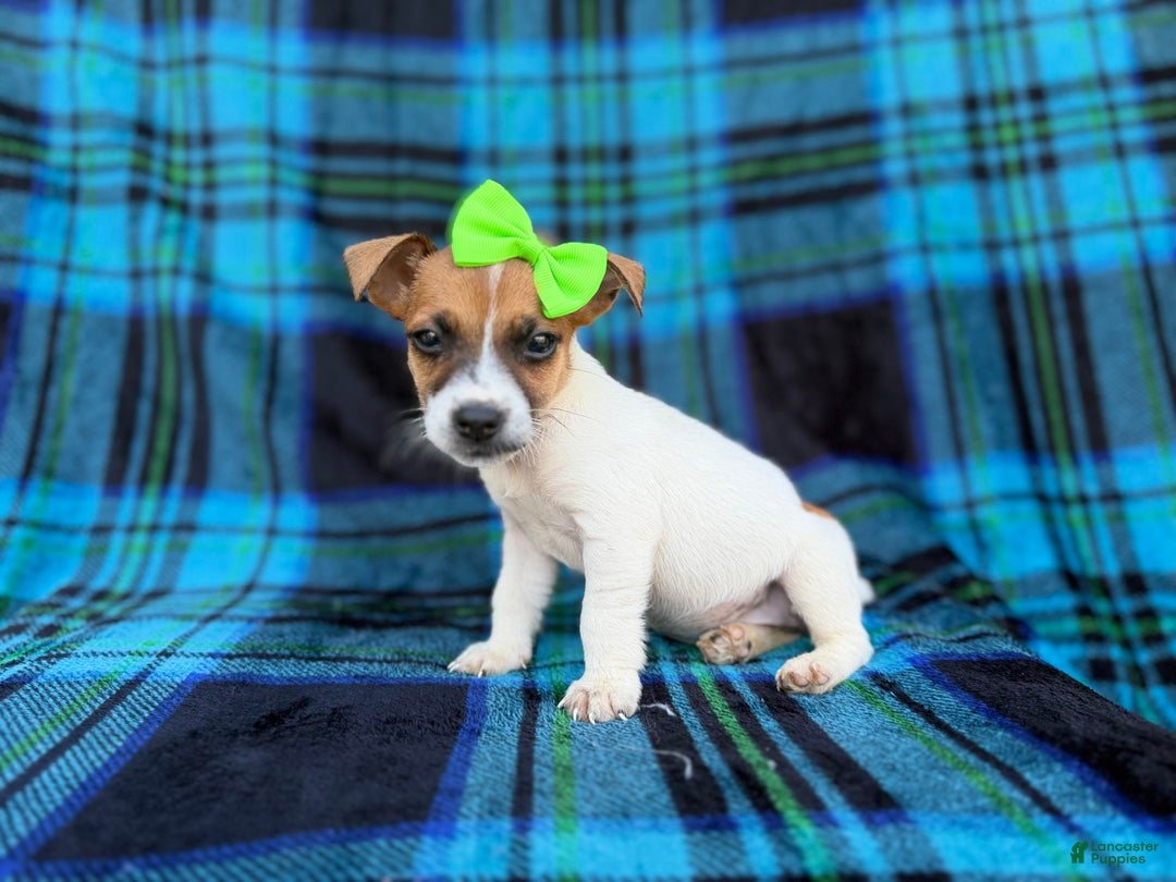Jack Russell Terrier dogs for sale: Bree - Ad 1