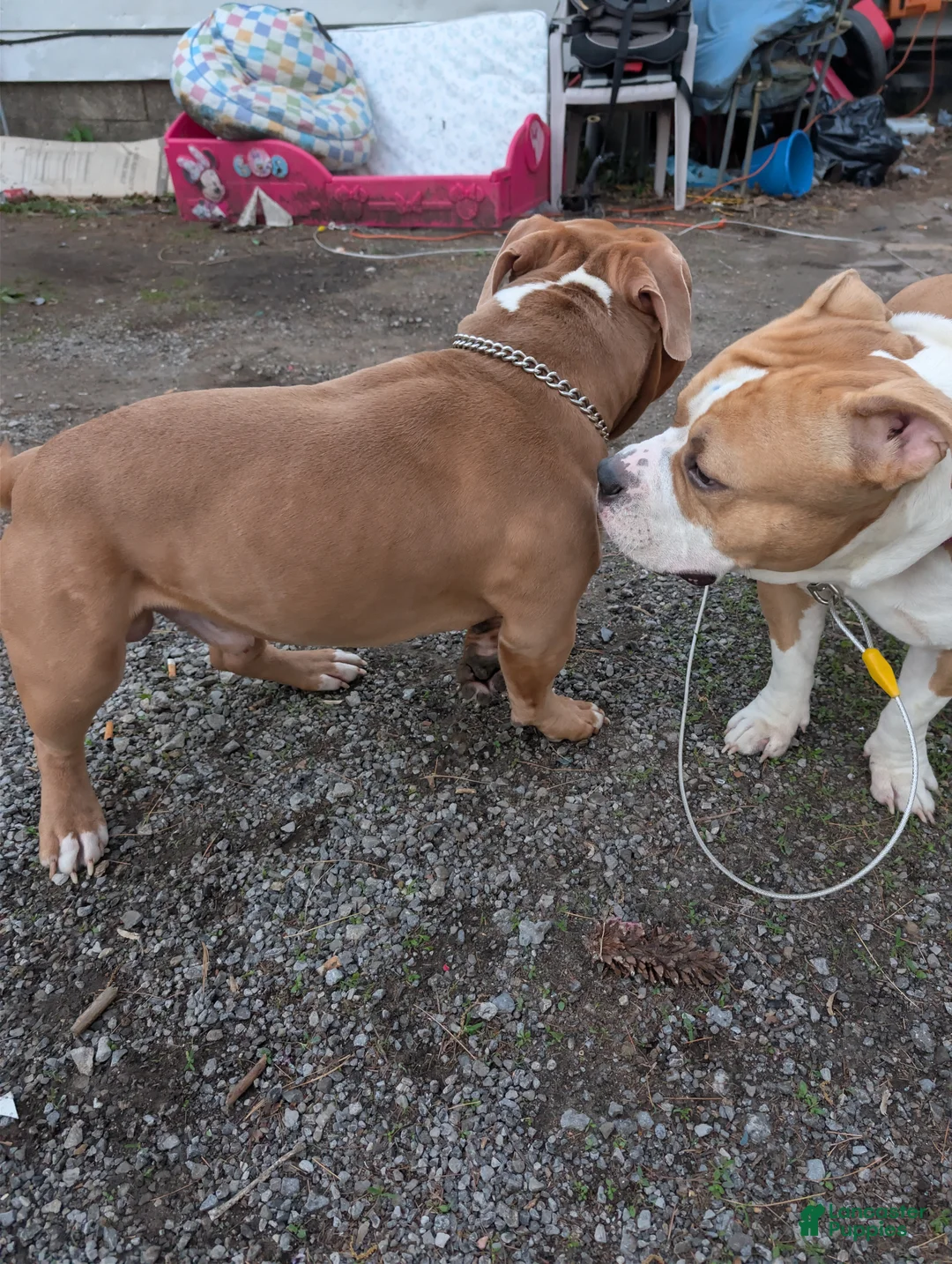 American Bully dogs for stud: Scoot Full Blooded American Bully #Papered #ABKC  - Ad 15