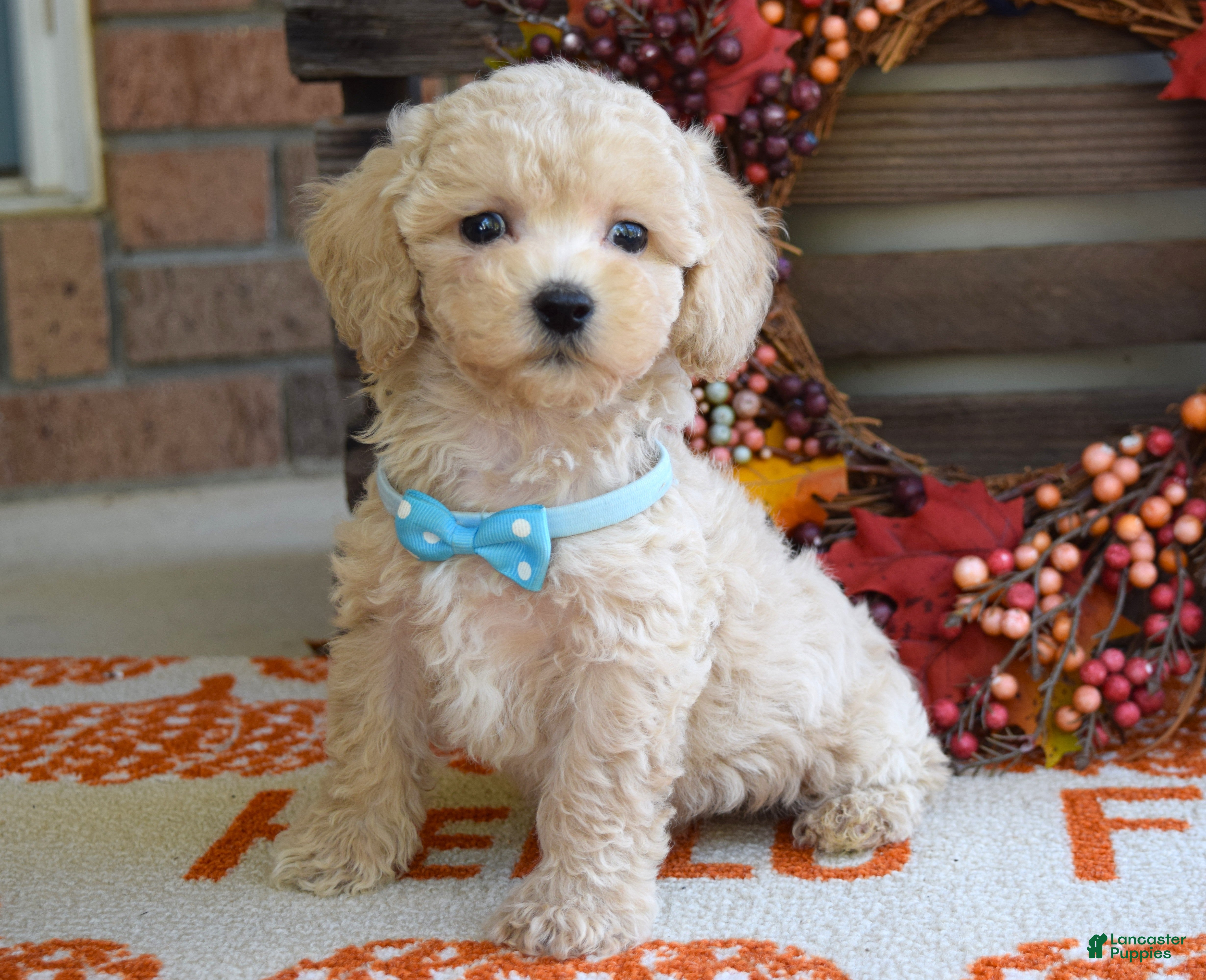 Maltipoo dogs Mason - Ad 2